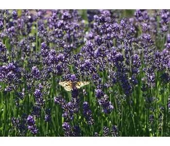 Lavandula angustifolia 'MUNSTEAD' P9
