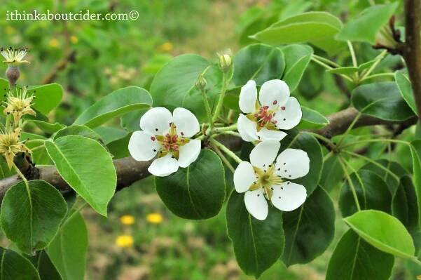 Cidre Apple Blossom - EZ Orchards