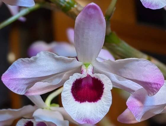 Monthly Ribbon Winners – Triangle Orchid Society