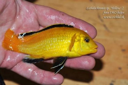 Labidochromis yellow Kakusa / Najpopulárnejšia cichlida
