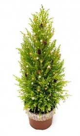 Vánoční stromeček cypress v hrnci dekorace s míčky, šiška — Stock fotografie
