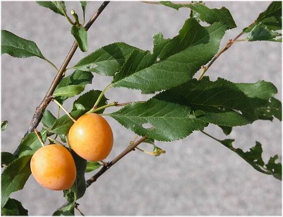 Prunus cerasifera Ehrh. - Portale della Flora d'Italia / Portal to the Flora of Italy