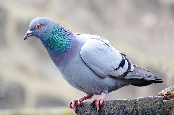 Comparative Volume of Children and Pigeons
