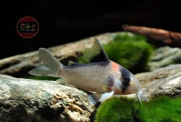 Corydoras cf adolfoi C121
