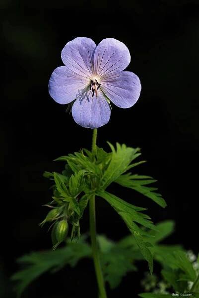 Kakost luční (Geranium pratense)