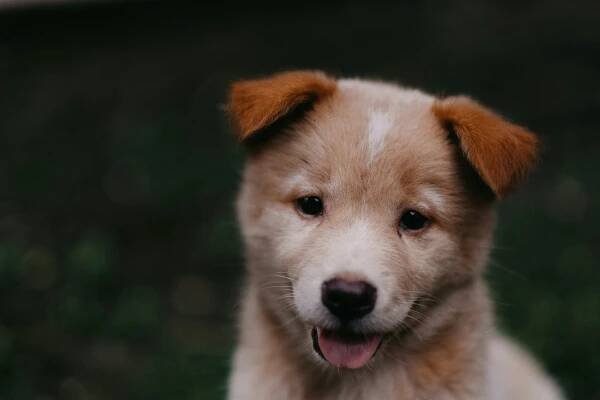 Dermatofytóza psů - Veterinární průvodce