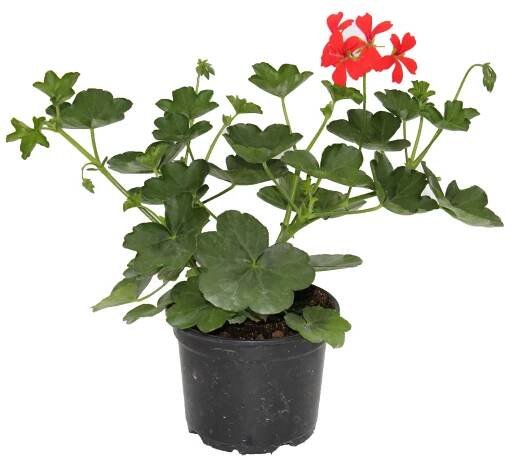 Muškát převislý, Pelargonium peltatum, jednoduchý květ, průměr květináče 12 cm