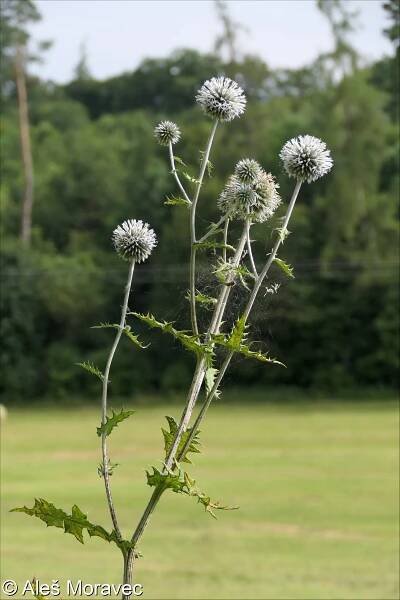 Echinops sphaerocephalus – bělotrn kulatohlavý