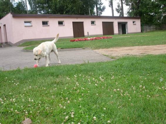 Galeria-psy | Trypucie Hotel dla zwierząt