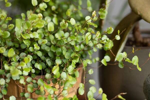 Maidenhair growing in a pot