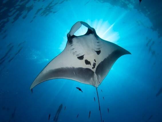 The Best Places To Dive With Manta Rays by Month