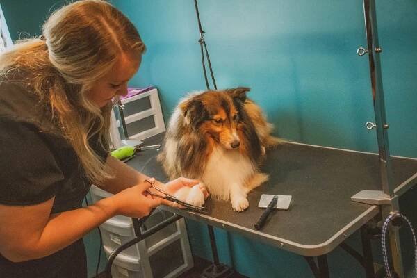 Boarding & Grooming – Bern Sabetha Veterinary Clinic