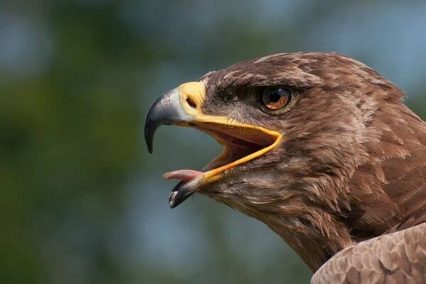 Eagle