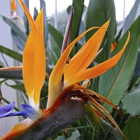 Bird Of Paradise As A Houseplant – Keeping A Bird Of Paradise Inside