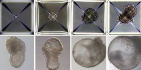 Vývoj embrya v průběhu dní
