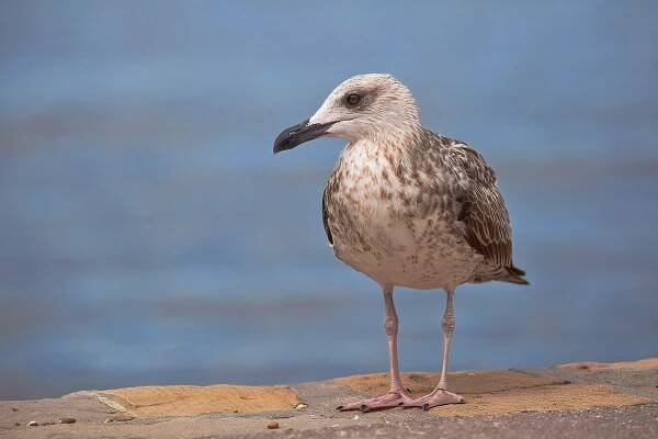 Racek středomořský (Larus michahellis)