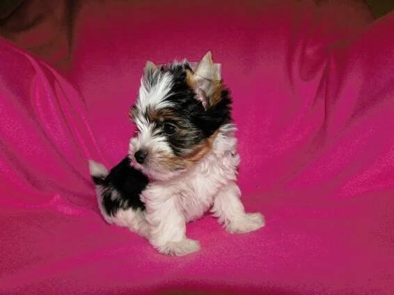 Biewer yorkshire terrier na prodej - Yorkšírský teriér (086)