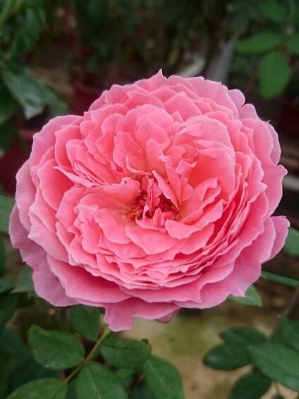 'Anne-Sophie Pic' Rose
