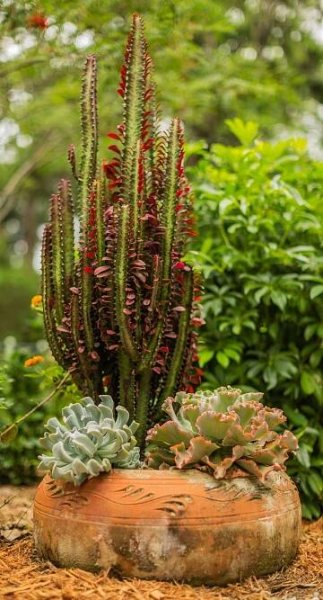 African milk tree growing in pot outdoors with succulents