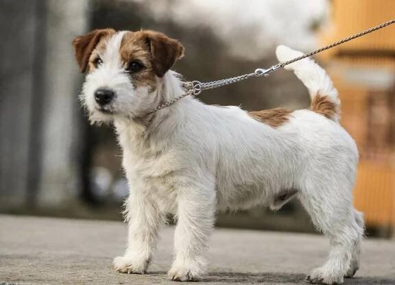 Pejsek Enrico na prodej - Shah-Azim Jack Russell teriér