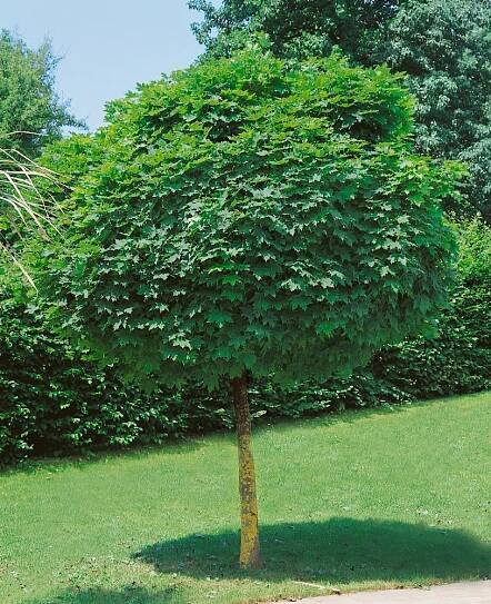 Acer platanoides ´Globosum´ , Javor mléč, 6,8, C10
