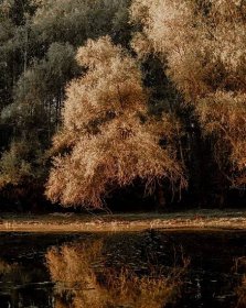 Bezplatný obrázek: stromy, podzimní sezóna, jezera, zlatá záře, krajina, dřevo, strom, příroda, parku, barva