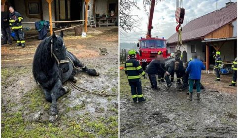 Kůň upadl a nedokázal se zvednout, znovu na nohy ho postavili hasiči s jeřábem