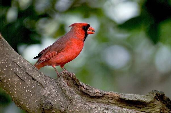 Cardinal 1
