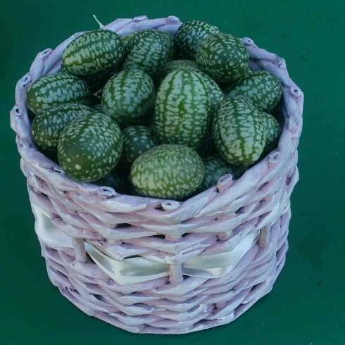 Mexican Sour Cucumber