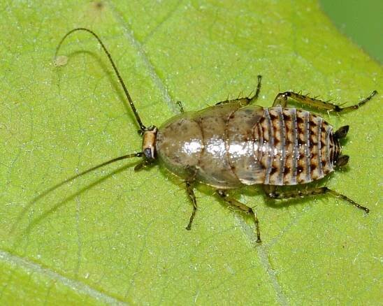 Superorder Dictyoptera (Termites, Cockroaches & Mantids) — Maine Entomological Society