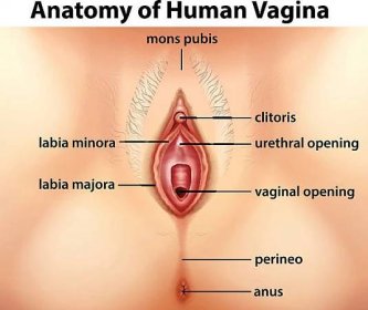 diagram znázor�ňující anatomii lidské vagíny - pochva ženská rozmnožovací soustava stock ilustrace