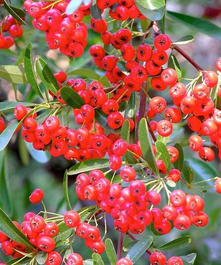 pyracanthra bush with red berries