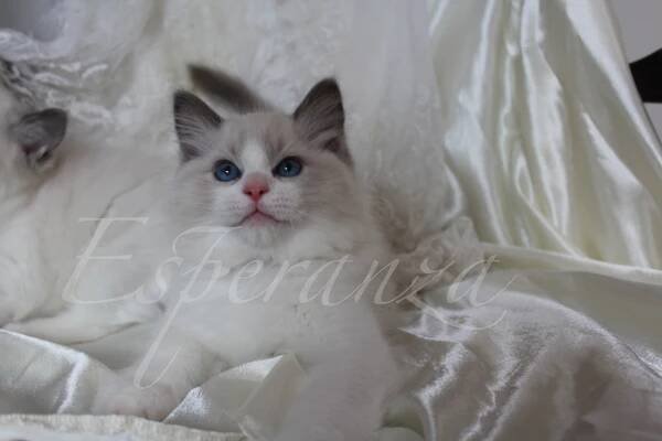 Kitten Gallery - Esperanza Ragdolls