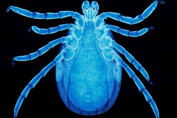 Lyme disease