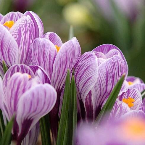 When and how to plant crocus bulbs – for a dazzling display come spring