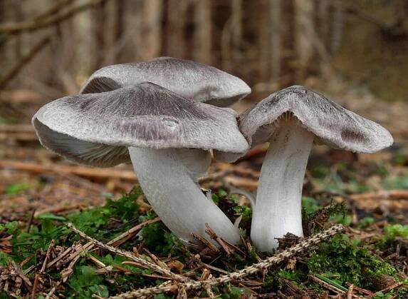 Čirůvka zemní (Tricholoma terreum)