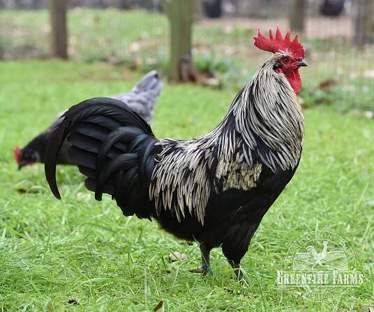 Greenfire Farms - Silverudd's Blue