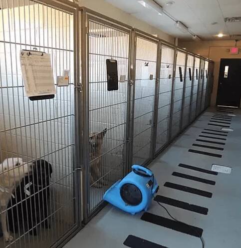 Boarding | Georgia Veterinary Associates
