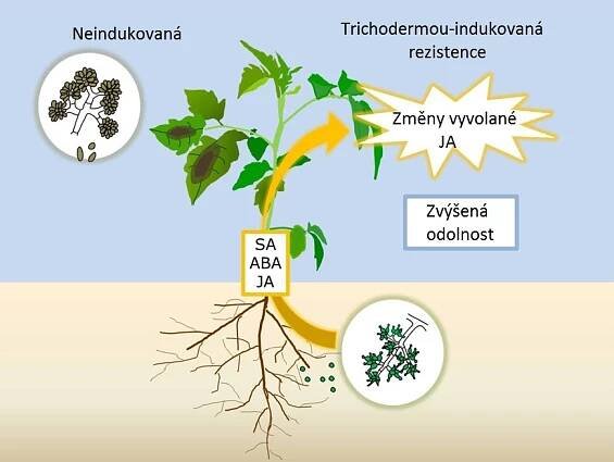 Česká technologická platforma rostlinných biotechnologií - Úvod do problematiky biologické ochrany rostlin