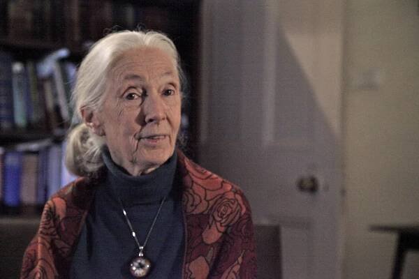 Velké momenty evoluce - Z filmu - Jane Goodall