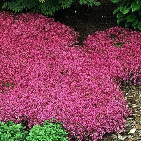 Mateřídouška raná 'Coccineus' - Zahradní centrum 