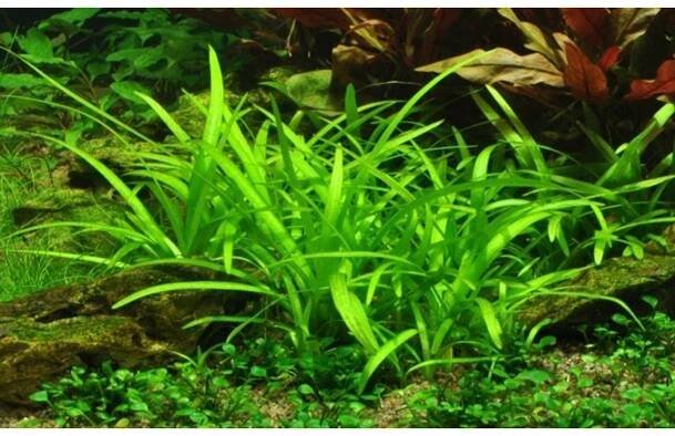 Sagittaria subulata in-vitro 1-2-Grow!