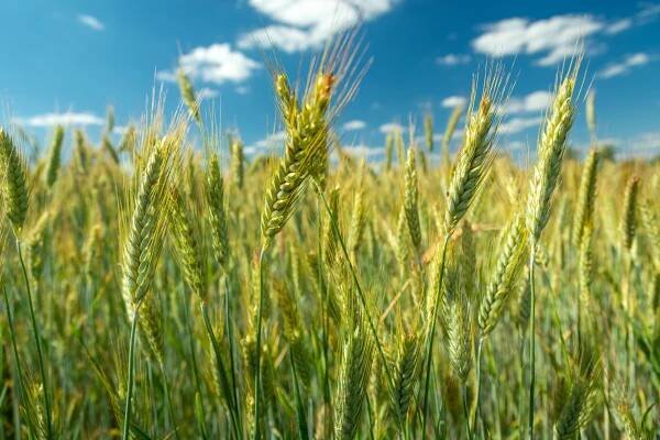 detail zelených tritikale uší a modré oblohy - triticale - stock snímky, obrázky a fotky