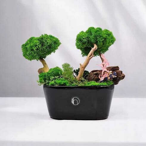Stromek z mechu chrobotek jako bonsai SPA, černá mísa s mechem BEZ ZALÉVÁNÍ