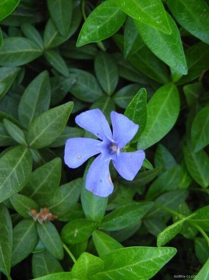 Barvínek menší (Vinca minor)