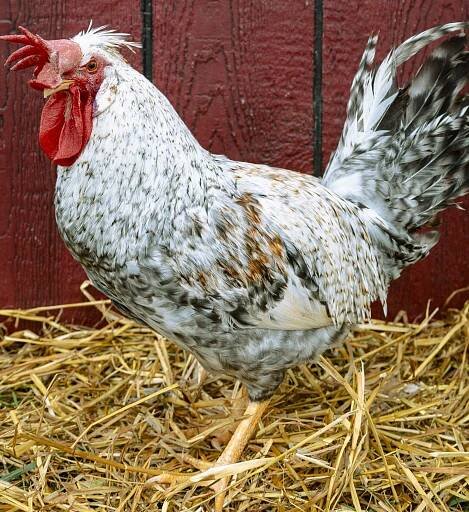 Cream Legbar Chickens For Sale - Baby Chicks