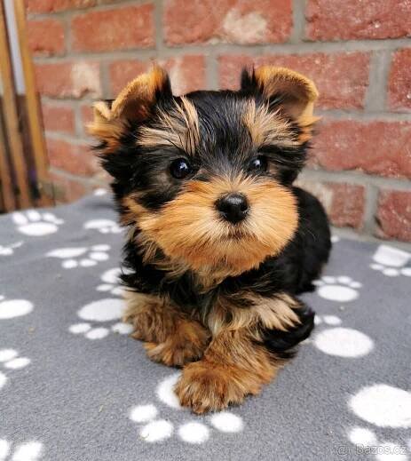 Jorkšírský teriér, yorkshire terrier, Štěňata s PP - Hostavice (Hlavní město Praha), Prodám