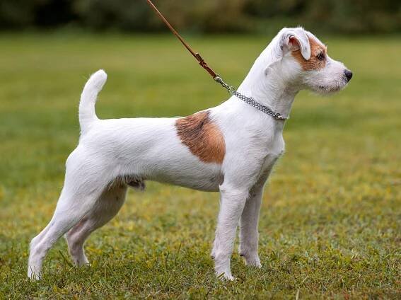 Stud Dogs at Little Eden