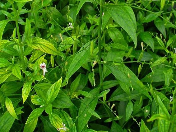 Andrographis paniculata