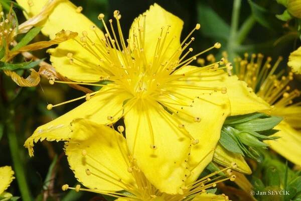 Třezalka tečkovaná (Hypericum perforatum)